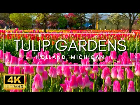5 MILLION TULIPS! - 4K Walk Through the Tulip Gardens in Holland, Michigan 2023