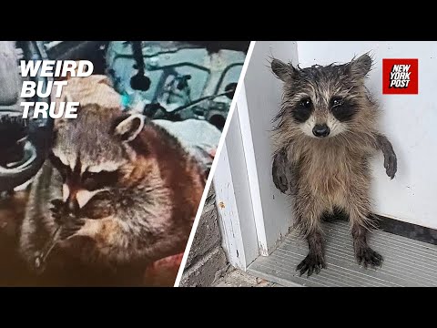 Baby raccoon standing on its hind legs looks like a human kid | Weird But True