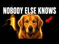 15 Scary-Accurate Things Your Dog Knows About You