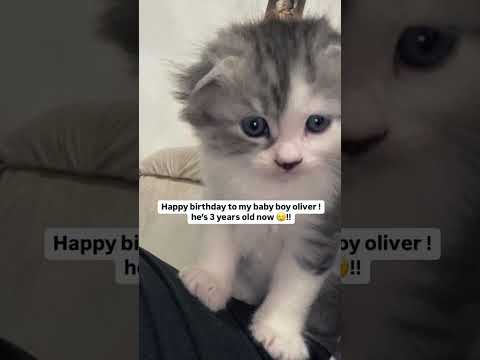 #cat #explore #fyp #explorepage #foryou #cats #funnyshorts #short #اكسبلور #فلوقات #vlog #edit