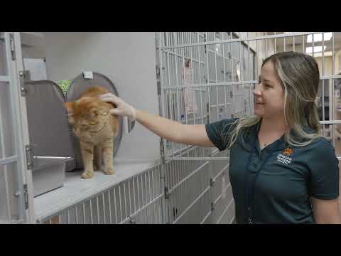 Petfinder Wappingers Falls Ny