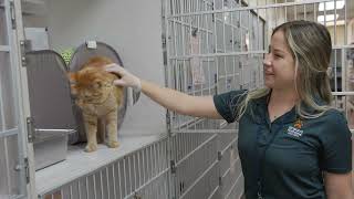 Driving Purpose: The Petfinder Foundation | Presented by Kia