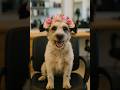 Mr Bombastic Beautifulthingsfy Cutedog Funnydogs Cutepets Funny Trending Animals Viralshorts