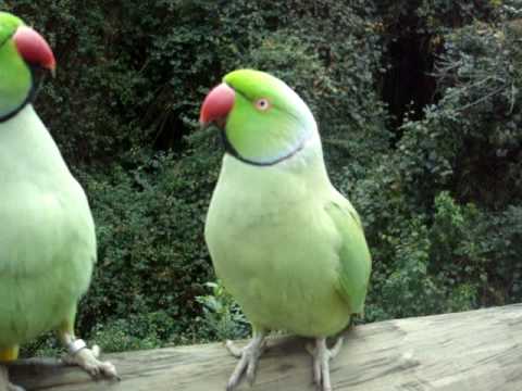 The Old Parakeet Couple
