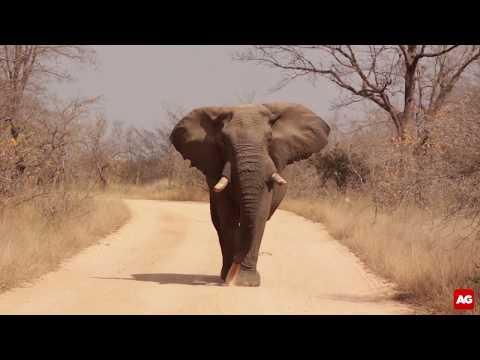 Giant road block in Kruger [Best Video Clip 2019 entry]