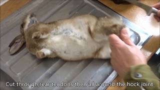 Air Rifle Hunting &amp; Pest Control - Skinning a Rabbit to Preserve the Pelt for Tanning.