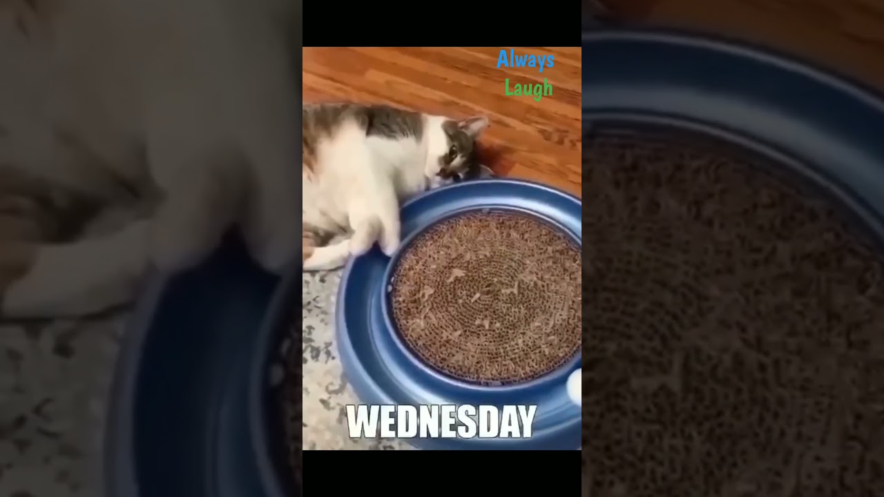 Try not to laugh challenge 😂 #part10 #shorts