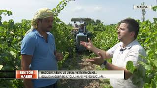 Sektör Haber Ekosolfarm Manisa Üzüm Yetiştiriciliği