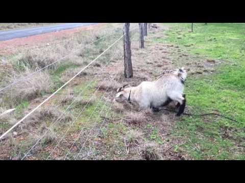 Electric fence V''s goat