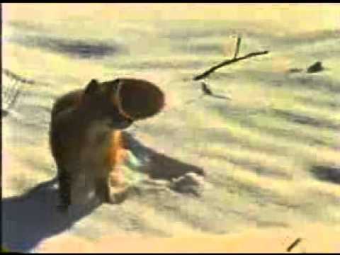 The Glacier Fox (1979) Trailer + Clips