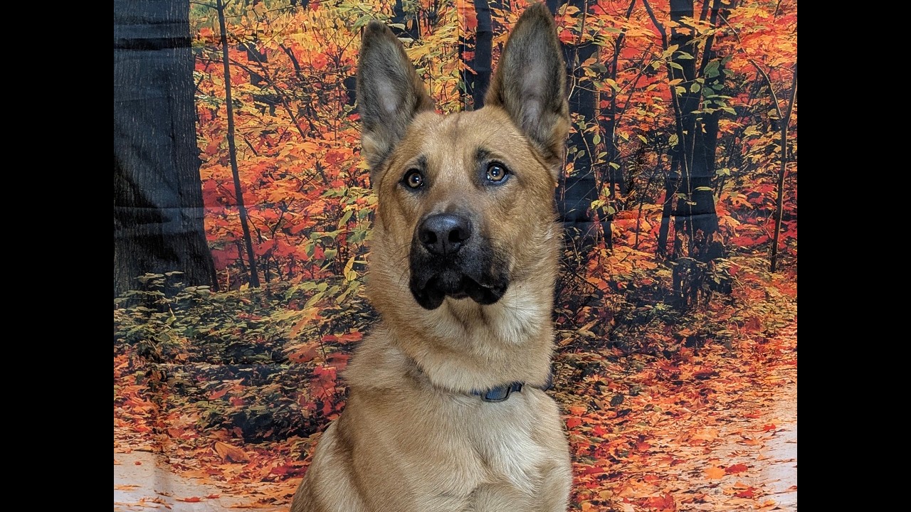 Enlarge Scooter, a Adoptable mixed breed in Monroe, WA video 6/6