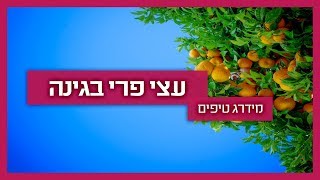 עצי פרי בגינה - גנן מסביר איך להתאים עצי פרי לגינה