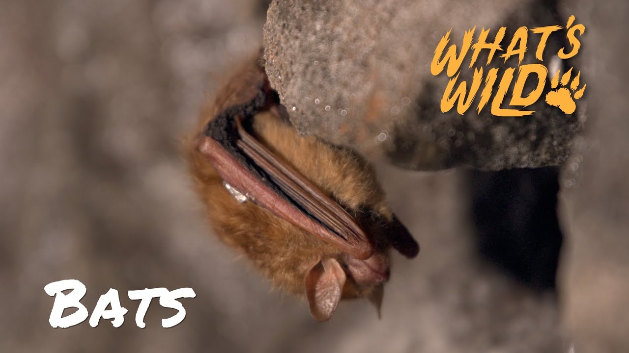 The Race to Save Bats from Deadly Fungus | What's Wild
