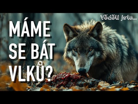Máme se bát vlků? | CO NÁM HROZÍ