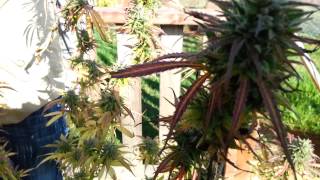 #1Gsc Cookies Marijuana Strain Real or Fake 