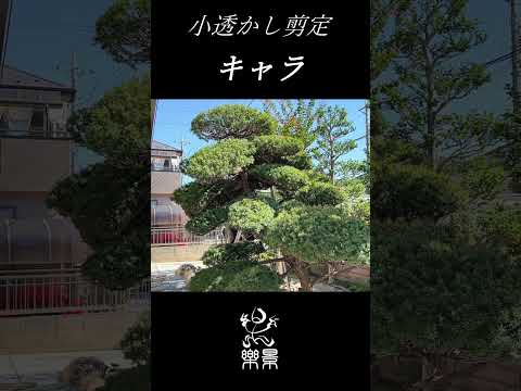 santolina-chamaecyparissus-santoline-petit-cyprès-allium-lavande-jardin