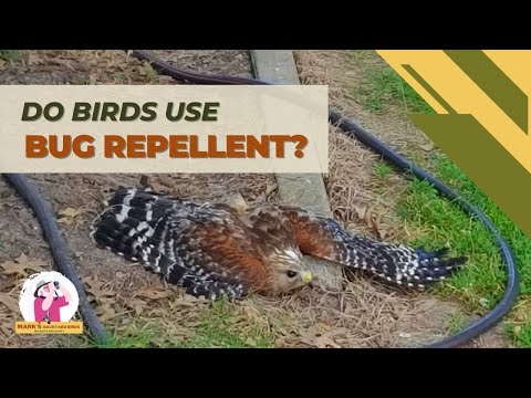 Anting in the Wild Bird World