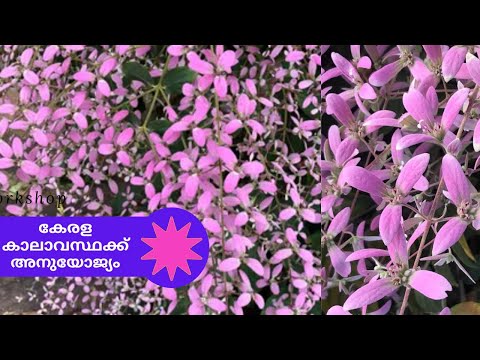 കോൺജിയ പൂക്കൾ , Congea tomentosa  , Pink petrea, Care and propagation, Ideal for Kerala Climate.