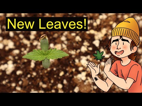 Growing Autoflowers | Ep. 6 (Lighting, Humidity, and Temperature)