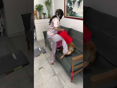 亲爱的委屈你了，睡地板#狗狗 #夫妻 #美女