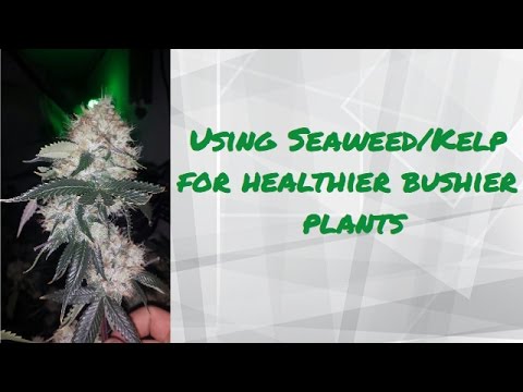 download lagu mp3 mp4 Liquid Seaweed Near Me, download lagu Liquid Seaweed Near Me gratis, unduh video klip Liquid Seaweed Near Me