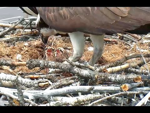 Hellgate ospreys 6 8 17 210pm live fish delivery & feeding both babies & 851pm a headless fish