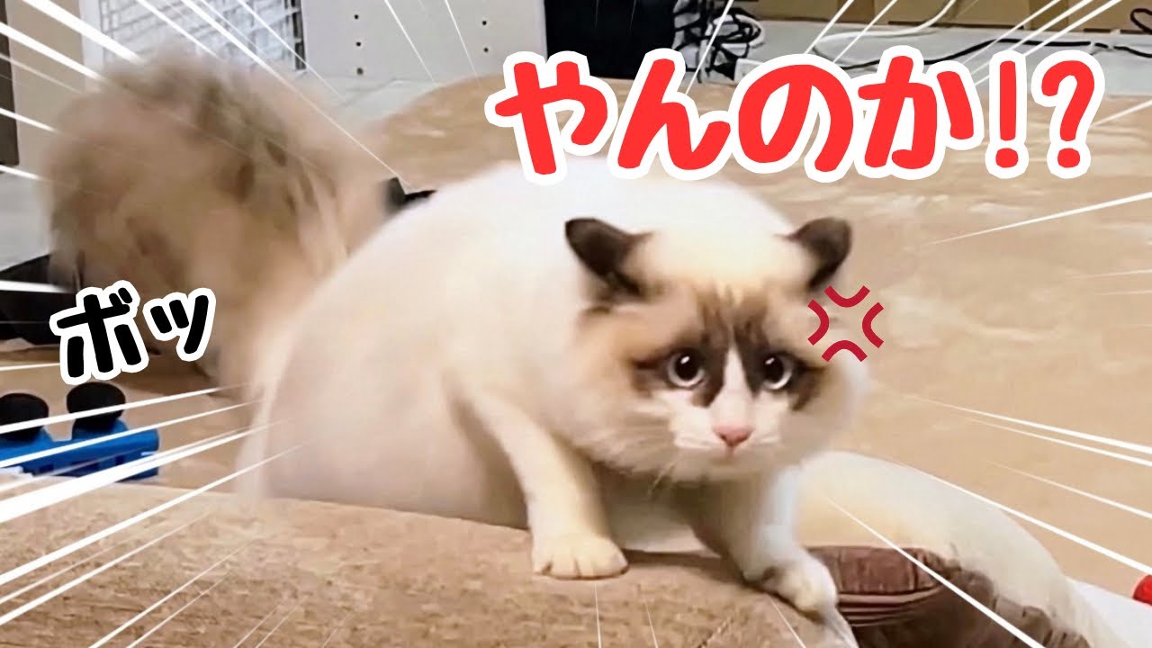 【やんのかステップ】威嚇する相手が弱すぎるw