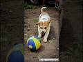 cute puppy playing video #puppy #cute #pets #funny #dog #animals #shorts