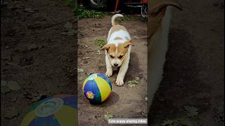 Download lagu cute puppy playing video #puppy #cute #pets #funny #dog #animals #shorts mp3