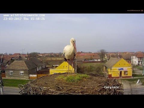 Barza albă. Cărpiniș, județul Timiș