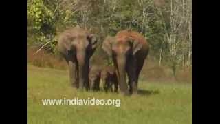 Indian elephants in Chinnar wildlife sanctuary