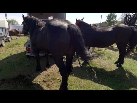 Cai Iepe târg Suceava Bucovina