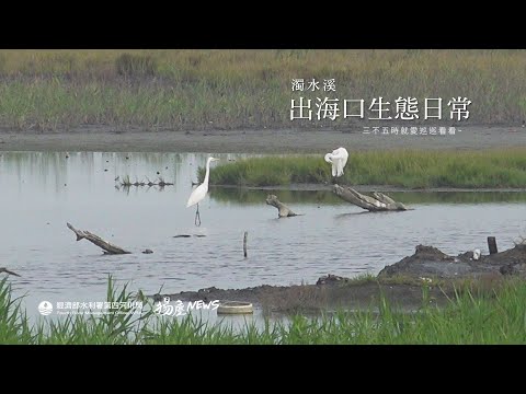 濁水溪出海口-東方環頸鴴-旱招潮蟹11004_圖示