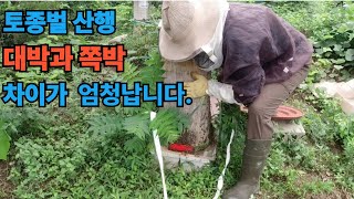 토종벌 산행 대박과 쪽박 차이가 엄청납니다.