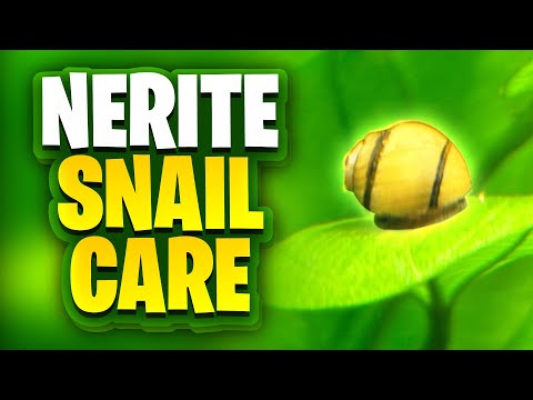Nerite Snail Care: Everything You Need To Know