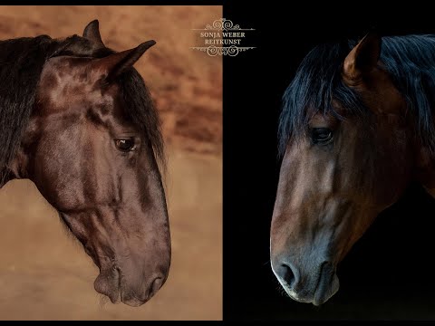 Praxis-Projekt "MAGUSTO und SABA" sonja-weber-reitkunst https://www.sonja-weber-reitkunst.de/filme/