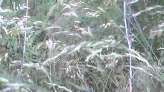 Lucio Battisti - Dove arriva quel cespuglio