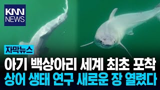 바다의 난폭자 '백상아리' 새끼 모습 최초 공개 '깜짝'/ KNN