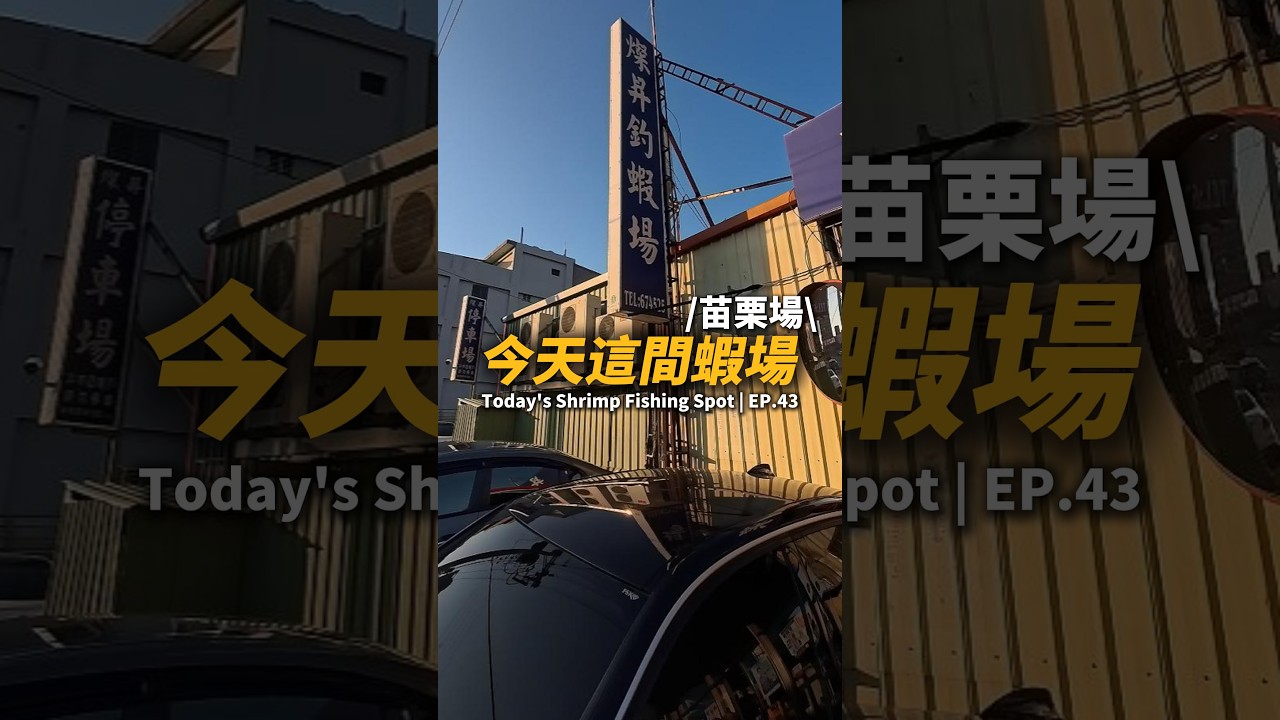 今天這間蝦場EP.43【MLS蝦戰天下】#17shrimp #台湾のエビ釣り #shrimpfishing #새우낚시