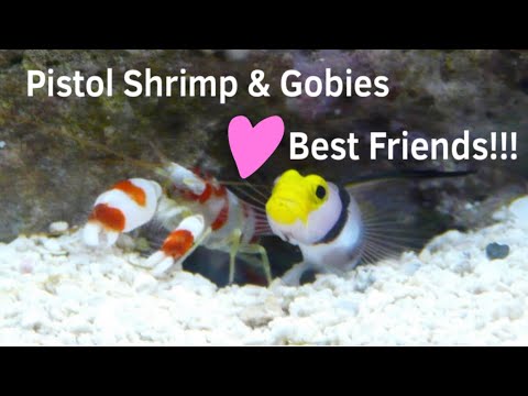 Pistol Shrimp & Gobies - Best Friends