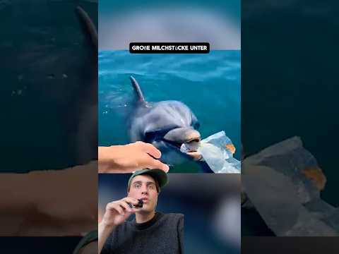 Clevere Delfindame STATT gewöhnlicher Meeresbewohner. #viral #wissen #tiere #fakten #gesundheit