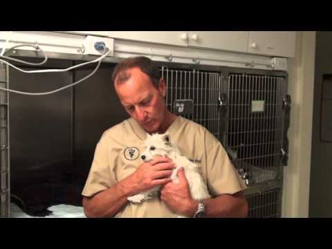 IV Fluids In Dogs and Cats for Support During Surgery, Injury, and Illness