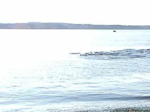 Orca Network - Whale Sighting Network