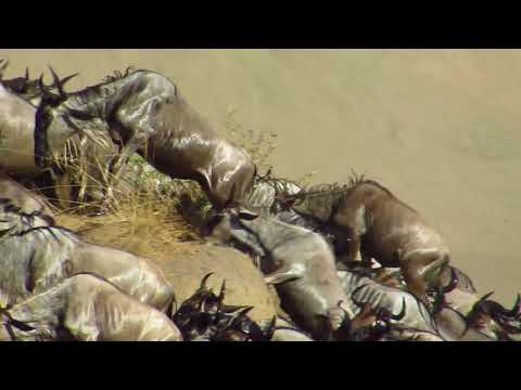 Crocodile gets a Wildebeast