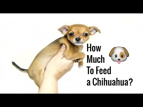download lagu mp3 mp4 How Much Food Should I Feed My Chihuahua, download lagu How Much Food Should I Feed My Chihuahua gratis, unduh video klip How Much Food Should I Feed My Chihuahua