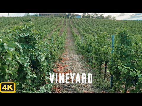 Vineyard in Italy, in Oltrepò Pavese Lombardia, a 4k Walk inside the fields