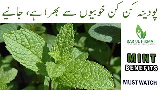Mint Benefits  Podina k faiday  Urdu/Hindi  Dar ul