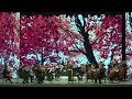 Astor Piazzolla - The Four Seasons of Buenos Aires. «Primavera Porteño» (Spring)
