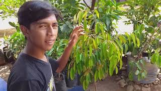 preview picture of video 'Hasil yang memuaskan pohon durian rimbun'