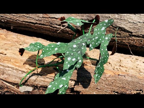 ABC TV | How To Make Begonia Maculata Plant From Crepe Paper - Craft Tutorial